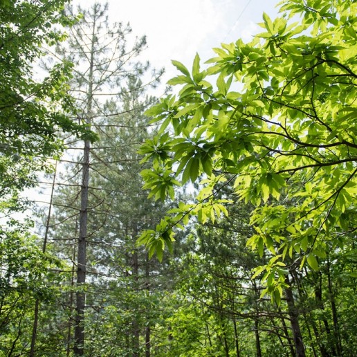 14_biodiversità