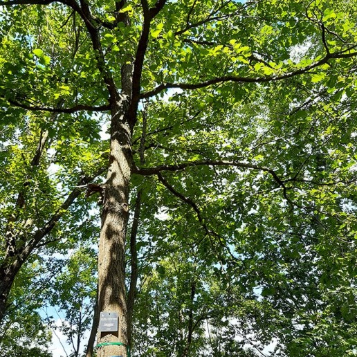 21_albero dimostrativo