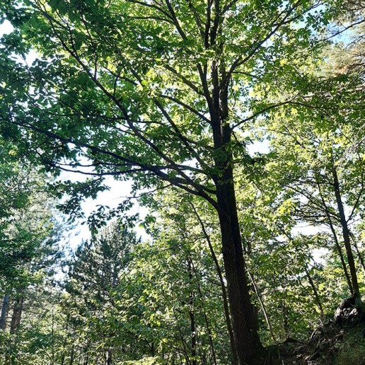 4_quercia sul sentiero