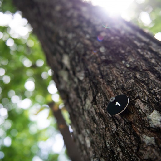 6_albero tomba